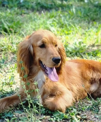 Étalon Cocker Spaniel Anglais - Thor De sandie landes