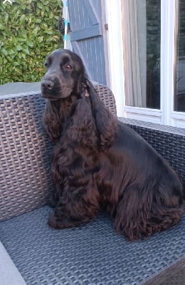 Étalon Cocker Spaniel Anglais - Tess canal des marais