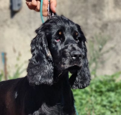 Étalon Cocker Spaniel Anglais - Tresor du clos d'Attila