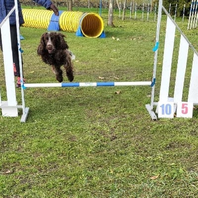 Étalon Cocker Spaniel Anglais - Olwyn du Kreizker