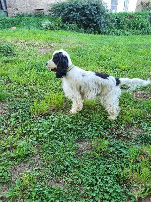 Étalon Cocker Spaniel Anglais - Sinder Breeding Of Hope D'Emi