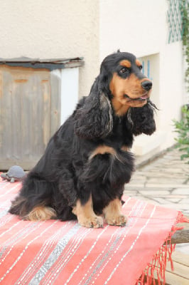 Étalon Cocker Spaniel Anglais - Rustynn des geants du bocage