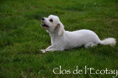 Étalon Coton de Tulear - Ortega Du Clos De L'Ecotay