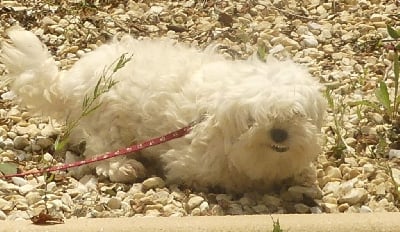 Étalon Coton de Tulear - Romy du Domaine des Ecorces