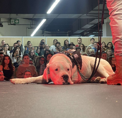 Étalon Dogo Argentino - Nassaro De Valsion Catere