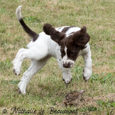 Étalon English Springer Spaniel - Soca De maurin