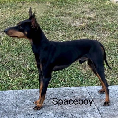 Étalon English Toy Terrier - trepes gild Spaceboy