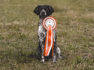 Étalon Epagneul Breton - CH. Prince on the hunt Do Coração Leal