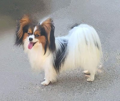 Soprano bel canto des Jolis Morphos D'Eugénie