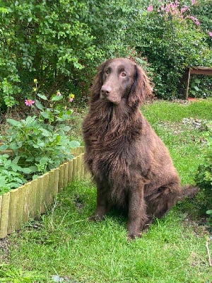 Étalon Flat Coated Retriever - Rainbow warrior Des Etoiles Sacrees Du Sud