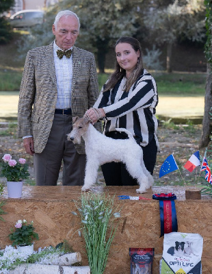 Étalon Fox Terrier Poil Dur - Tokyo Du clos des amoureux