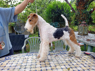 Étalon Fox Terrier Poil Dur - arterriers Mente fria