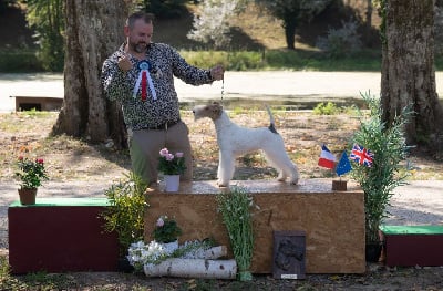Étalon Fox Terrier Poil Dur - Ssorbonne Du clos des amoureux