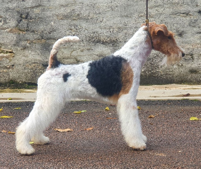 Étalon Fox Terrier Poil Dur - Supercalifragilistic dite poppins L'empreinte d'une passion