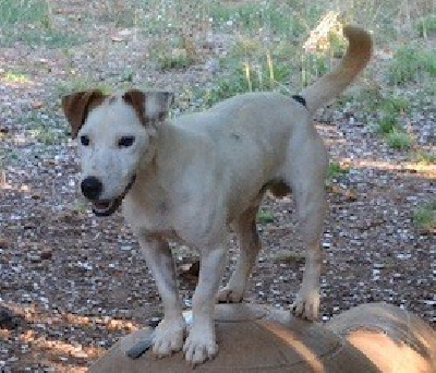 Étalon Jack Russell Terrier - Salto Du Domaine D'Utah