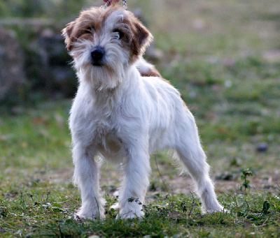Étalon Jack Russell Terrier - Envie touchstar Des genies de la toile
