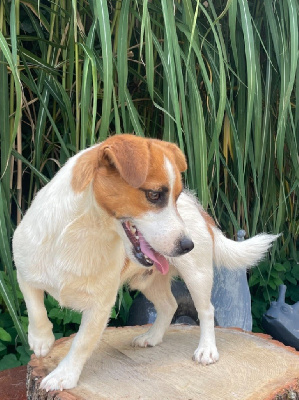 Étalon Jack Russell Terrier - Sultan (Sans Affixe)