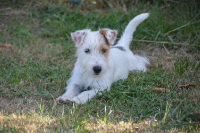 Étalon Jack Russell Terrier - Tosca des Hauts-Marizys