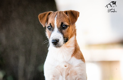 Étalon Jack Russell Terrier - Ultra edition du Bois de Compiègne