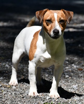 Étalon Jack Russell Terrier - Sologne de la fount d argent