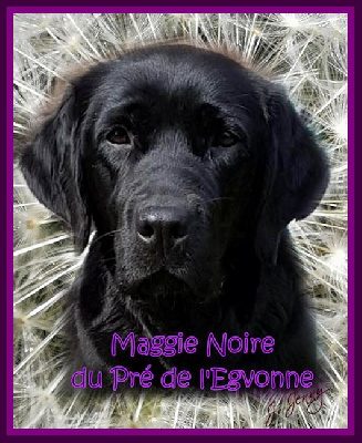 Étalon Labrador Retriever - Maggie noire du pré de l'égvonne (Sans Affixe)