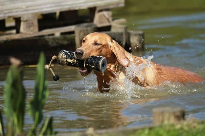 Étalon Labrador Retriever - Stup Du Marais De Piremont