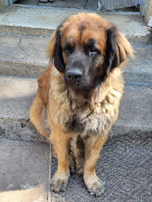 Étalon Leonberger - Pandora (dite) prya Du Nant De Sally