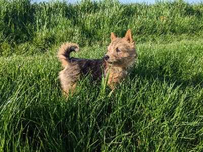 Étalon Norwich Terrier - Priska Des Gardiens De Bonne Foi