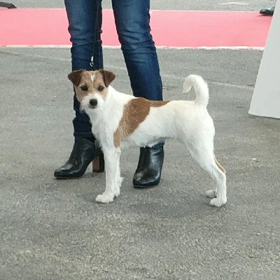 Étalon Parson Russell Terrier - Toupie De La Grange Du Moulin
