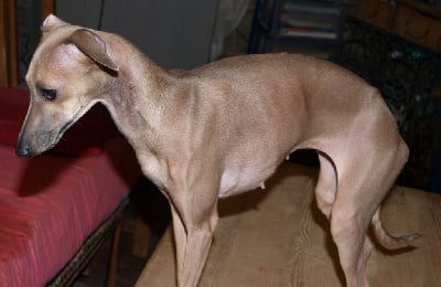 Étalon Petit Levrier Italien - Sylvia (Sans Affixe)