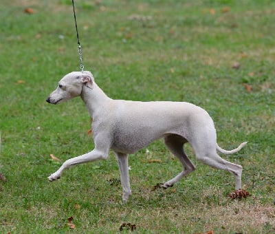 Étalon Petit Levrier Italien - CH. Tonka imperiale du domaine de Chanteloup