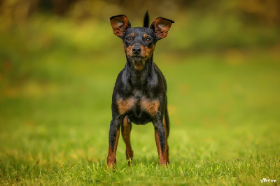 Étalon Pinscher nain - Nélya (Sans Affixe)