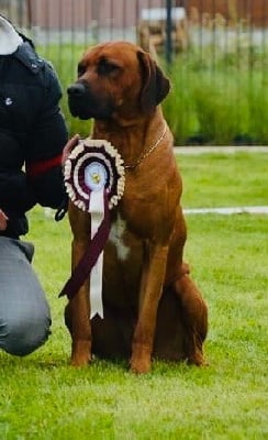 Étalon Rhodesian Ridgeback - Rio bravo Out of africa