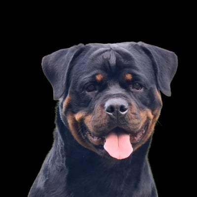 Étalon Rottweiler - CH. Sofia-loren des Rotts de la Baronnie