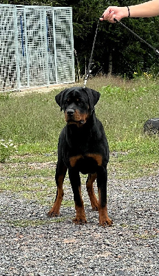 Étalon Rottweiler - Una Vom Hause Hugel