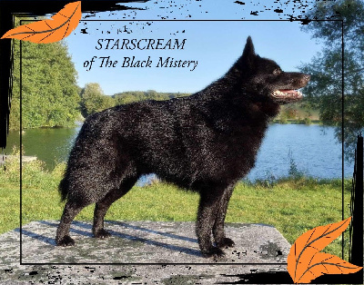 Étalon Schipperke - CH. Starscream of the black Mistery