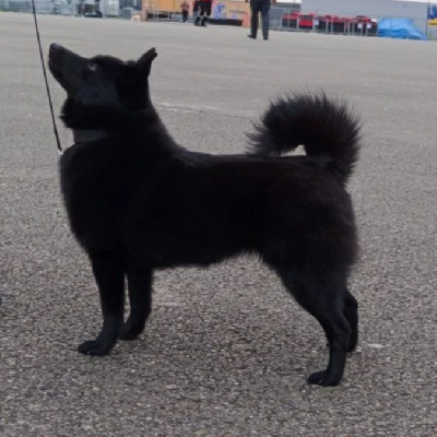 Étalon Schipperke - CH. Par amour de l'empire du Phoenix