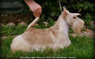 Étalon Scottish Terrier - Saturday night fever du cercle des gentlemen terriers