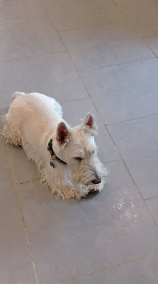 Étalon Scottish Terrier - Gabéric's Scotsman-in-new-york
