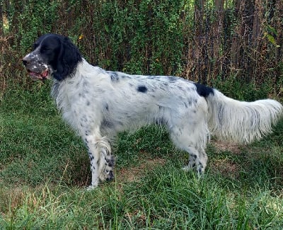 Étalon Setter Anglais - Toffy du Mas d'Eyraud