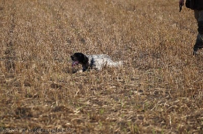 Étalon Setter Anglais - Pulsar Du Marais De Tinjat