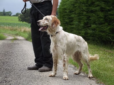 Étalon Setter Anglais - Tusk Des seraphins rouges