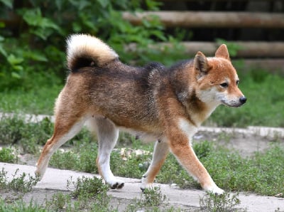 Takara De La Folle Emprise