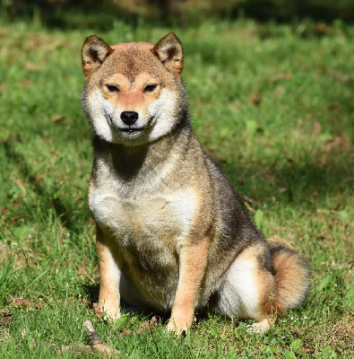Étalon Shiba - Taïga Dog'n'Tatoo