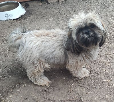 Étalon Shih Tzu - Sakura du temple des Vestales