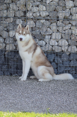 Étalon Siberian Husky - Today a fighter is born Wolves Of The Moon