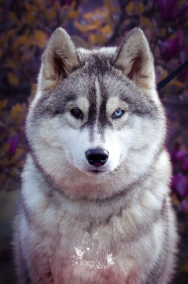 Étalon Siberian Husky - Tyoumen Of Kolyma Wolves