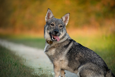 Étalon Spitz des Visigoths - CH. Tarja tikka de l'Ame des Loups
