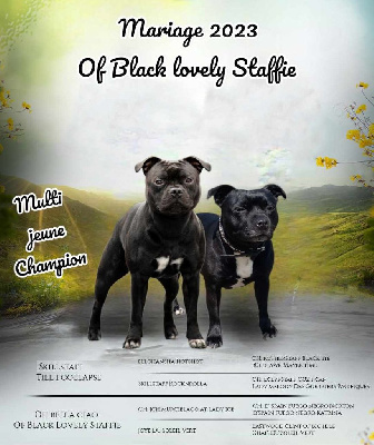 Étalon Staffordshire Bull Terrier - Oh bella ciao Of Black Lovely Staffie