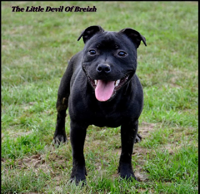 Étalon Staffordshire Bull Terrier - Trusty love The Little Devil Of Breizh